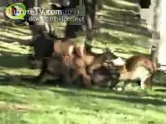 Amateur movie scene captures a zoo sex fuckfest featuring Kangaroos